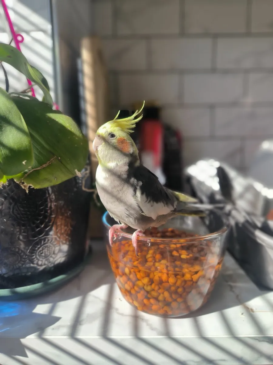 Male Cockatiel - Image 1