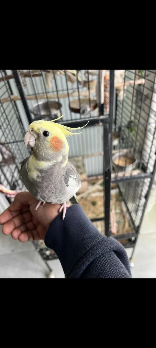 Male Cockatiel - Image 3