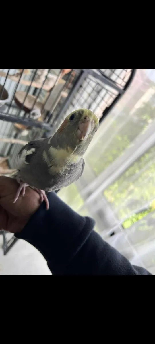 Male Cockatiel - Image 4