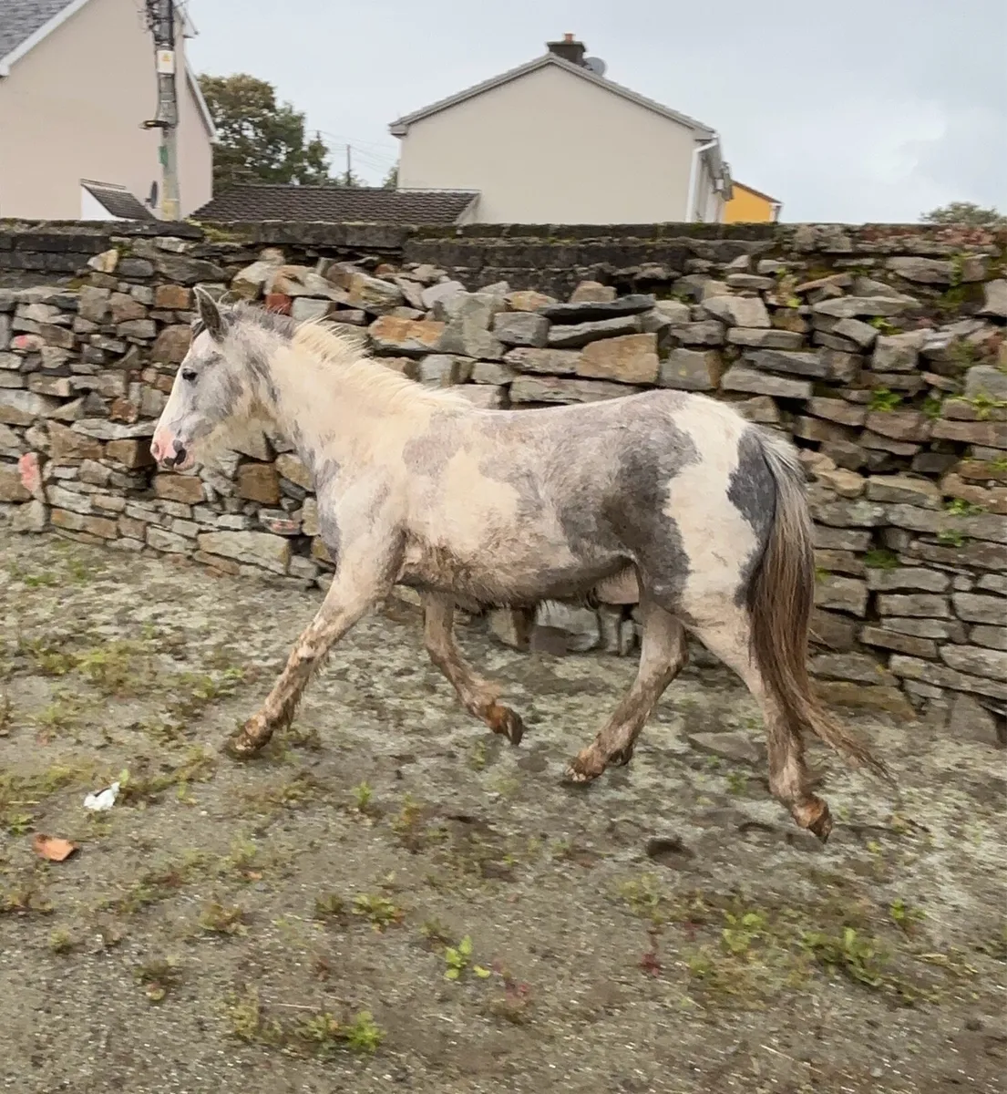 Blue and white yearling - Image 2