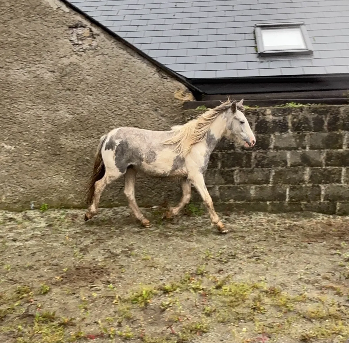 Blue and white yearling - Image 3