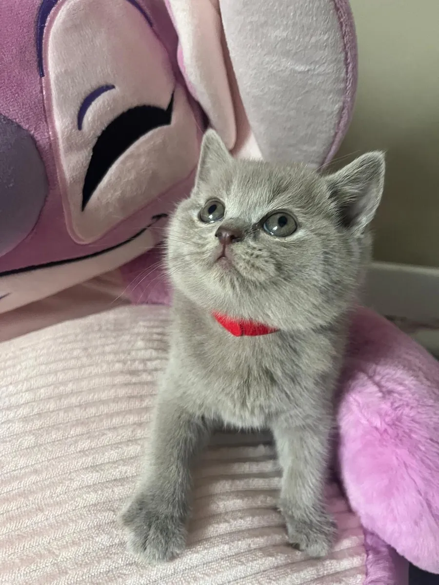 British Shorthair kittens SOLD OUT - Image 1