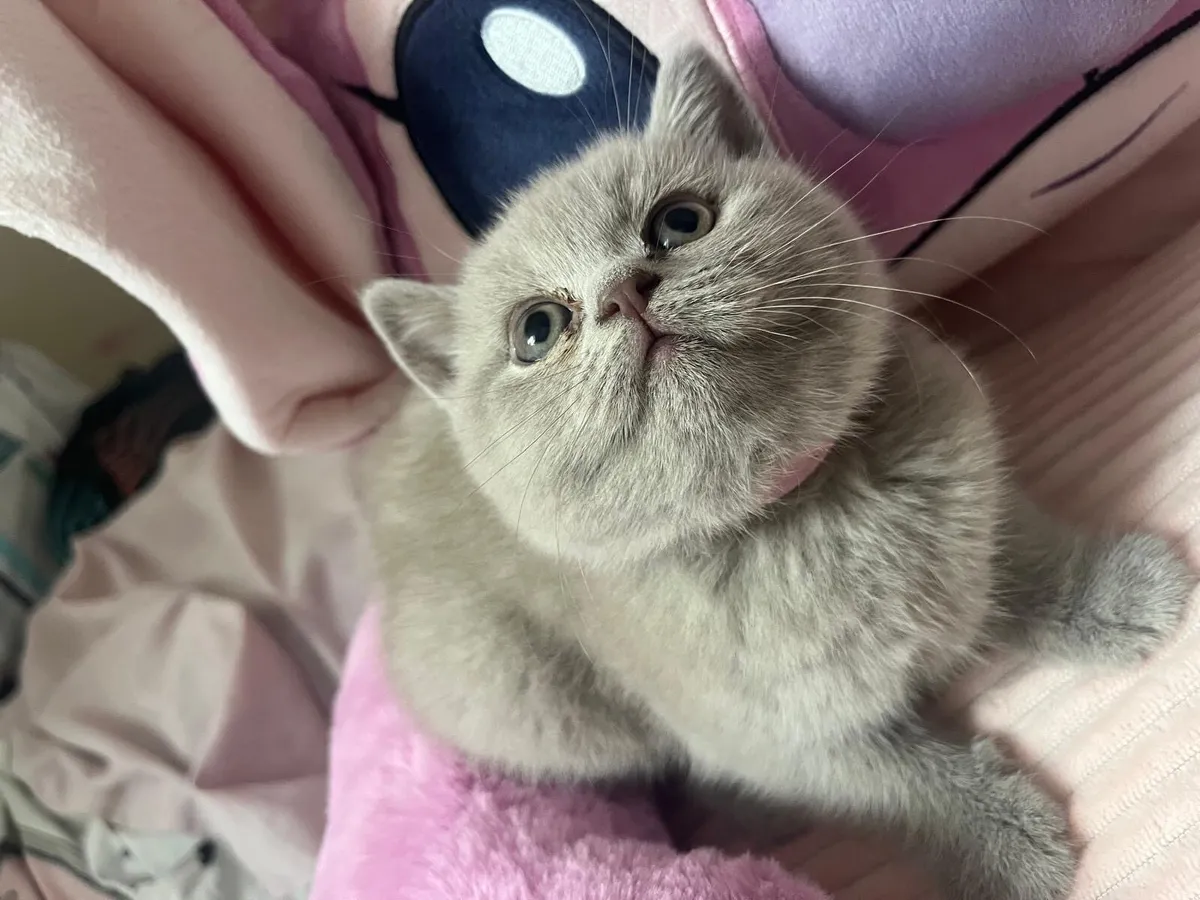 British Shorthair kittens SOLD OUT - Image 3