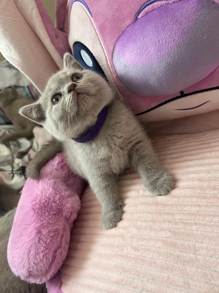 British Shorthair kittens SOLD OUT - Image 4