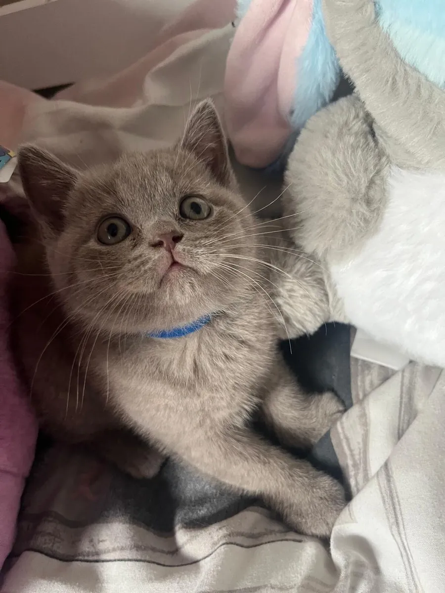 British Shorthair kittens SOLD OUT - Image 2