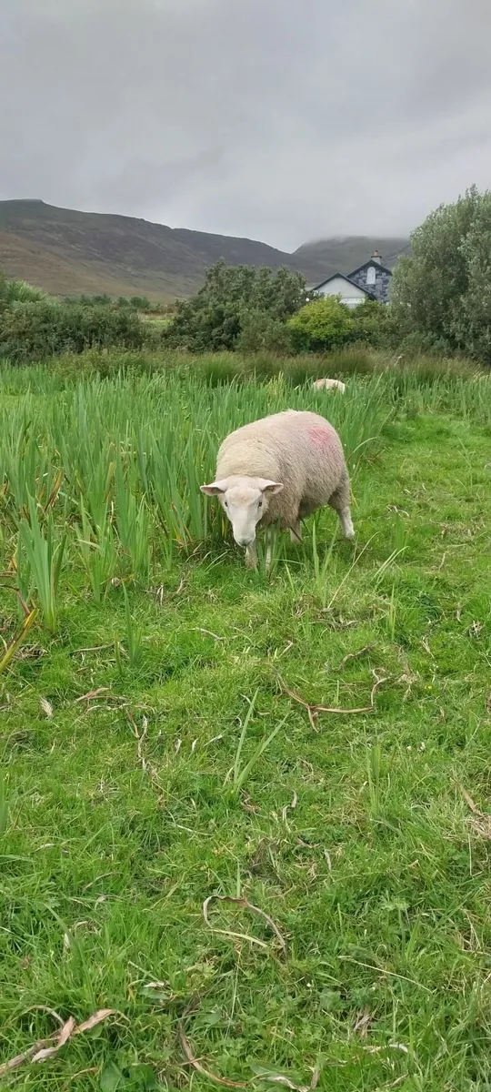 North country cheviot ram lambs sis - Image 3