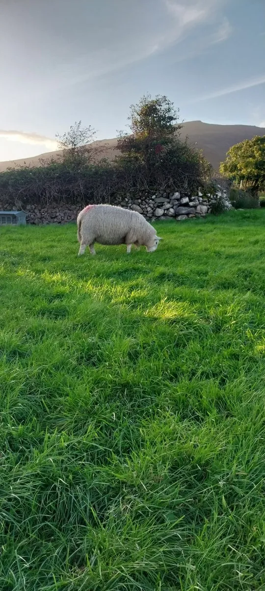 North country cheviot ram lambs sis - Image 4