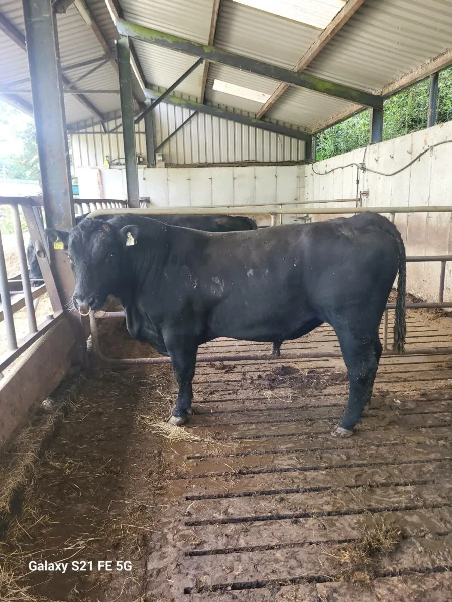 PBR Angus bull - Image 1