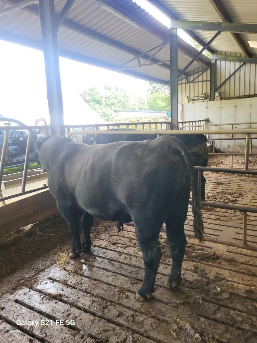 PBR Angus bull - Image 2