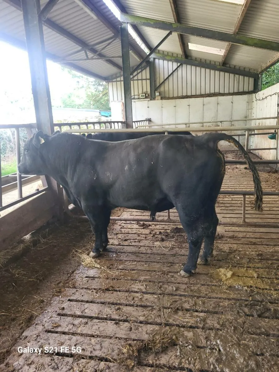 PBR Angus bull - Image 3