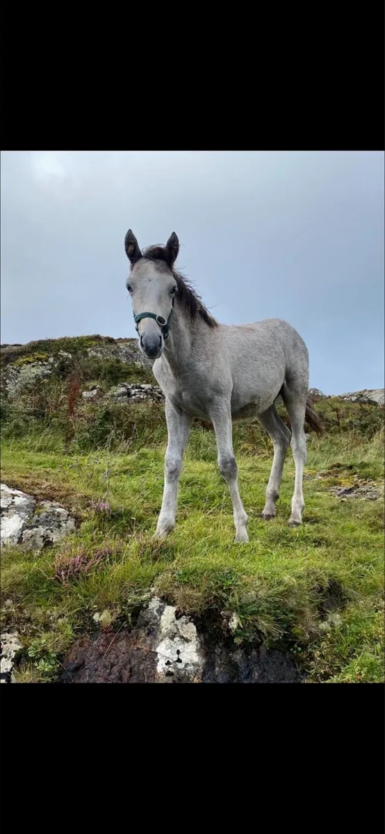 Conamara Colt Foal - Image 1