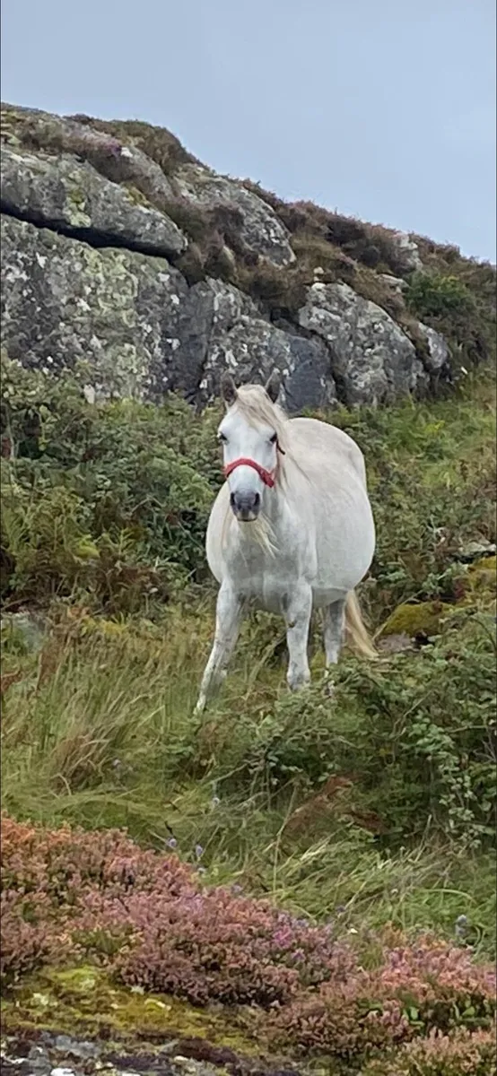 Conamara Colt Foal - Image 2