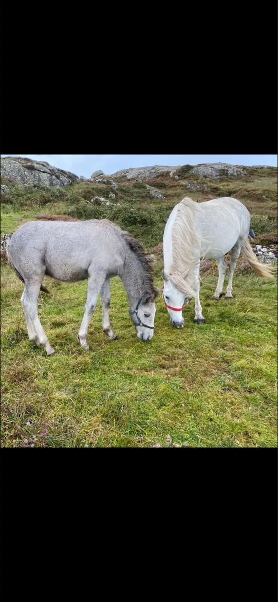 Conamara Colt Foal - Image 3