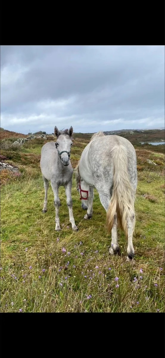 Conamara Colt Foal - Image 4