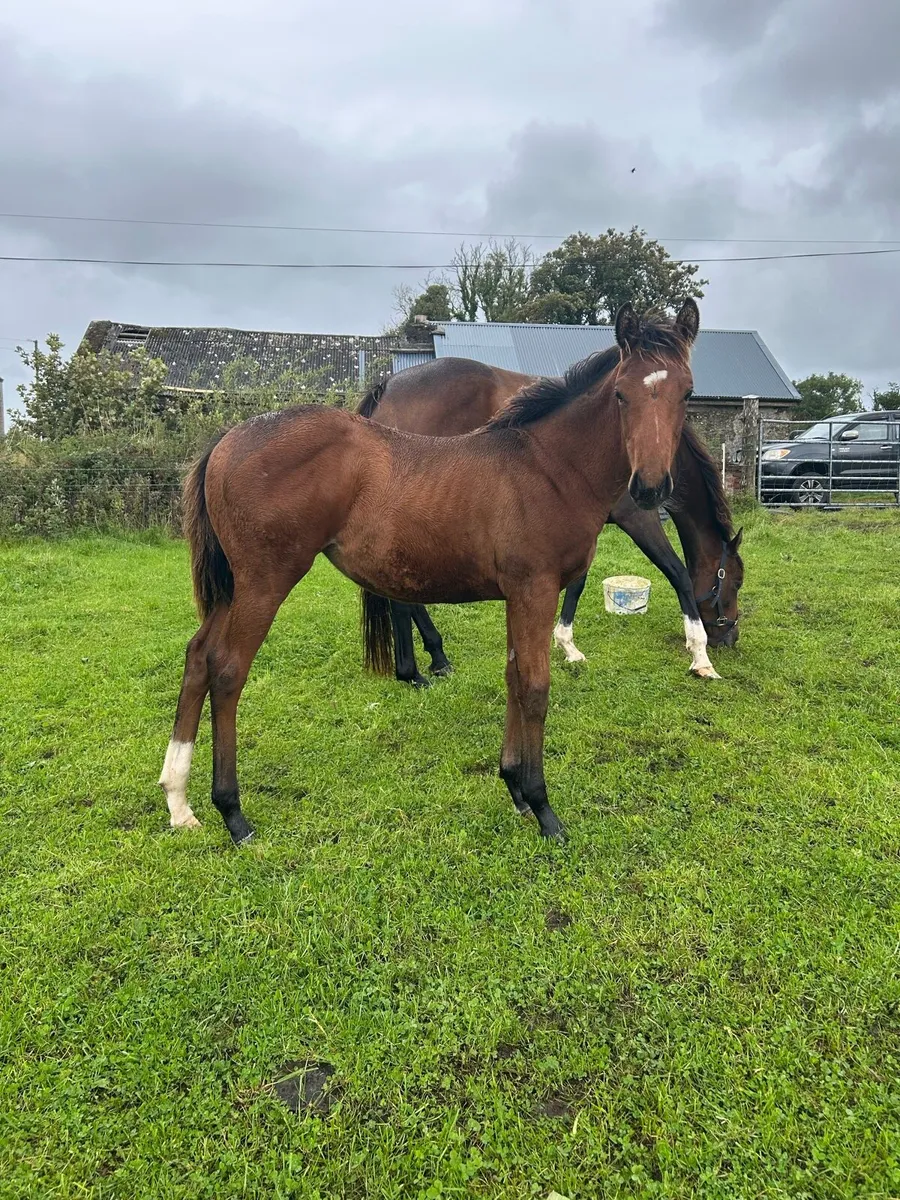 Thoroughbred Filly - Sport Horse Type - Image 1