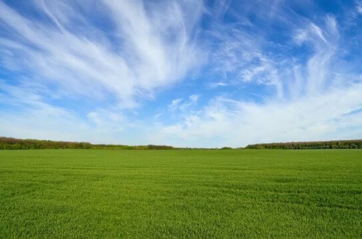 Sheep grazing wanted