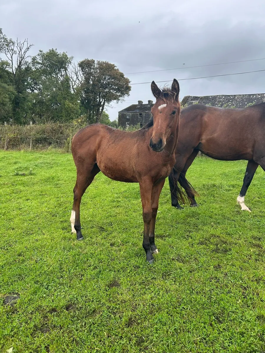 Thoroughbred Filly - Sport Horse Type - Image 2