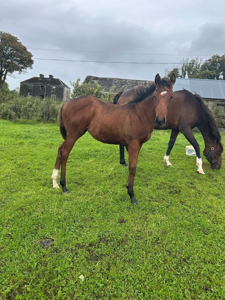 Thoroughbred Filly - Sport Horse Type - Image 3