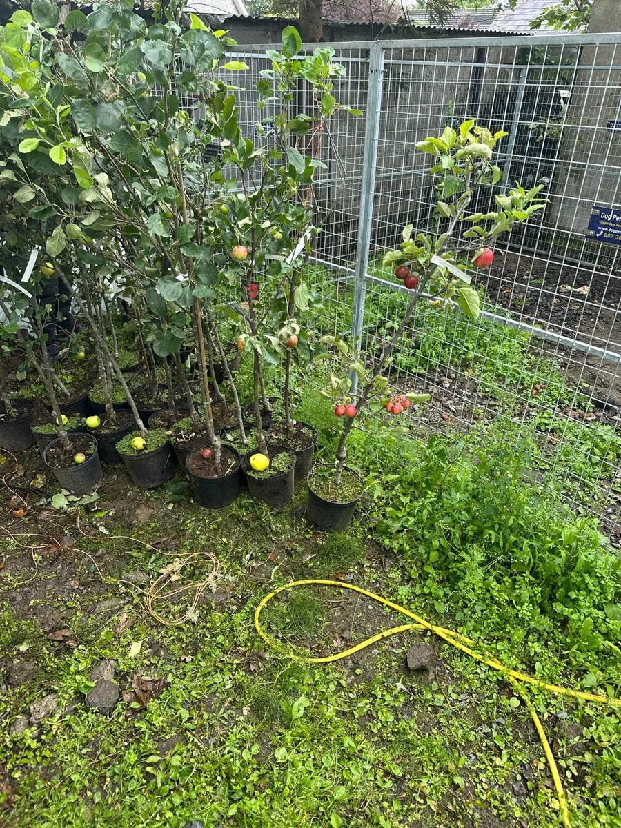 Apples trees 5ft