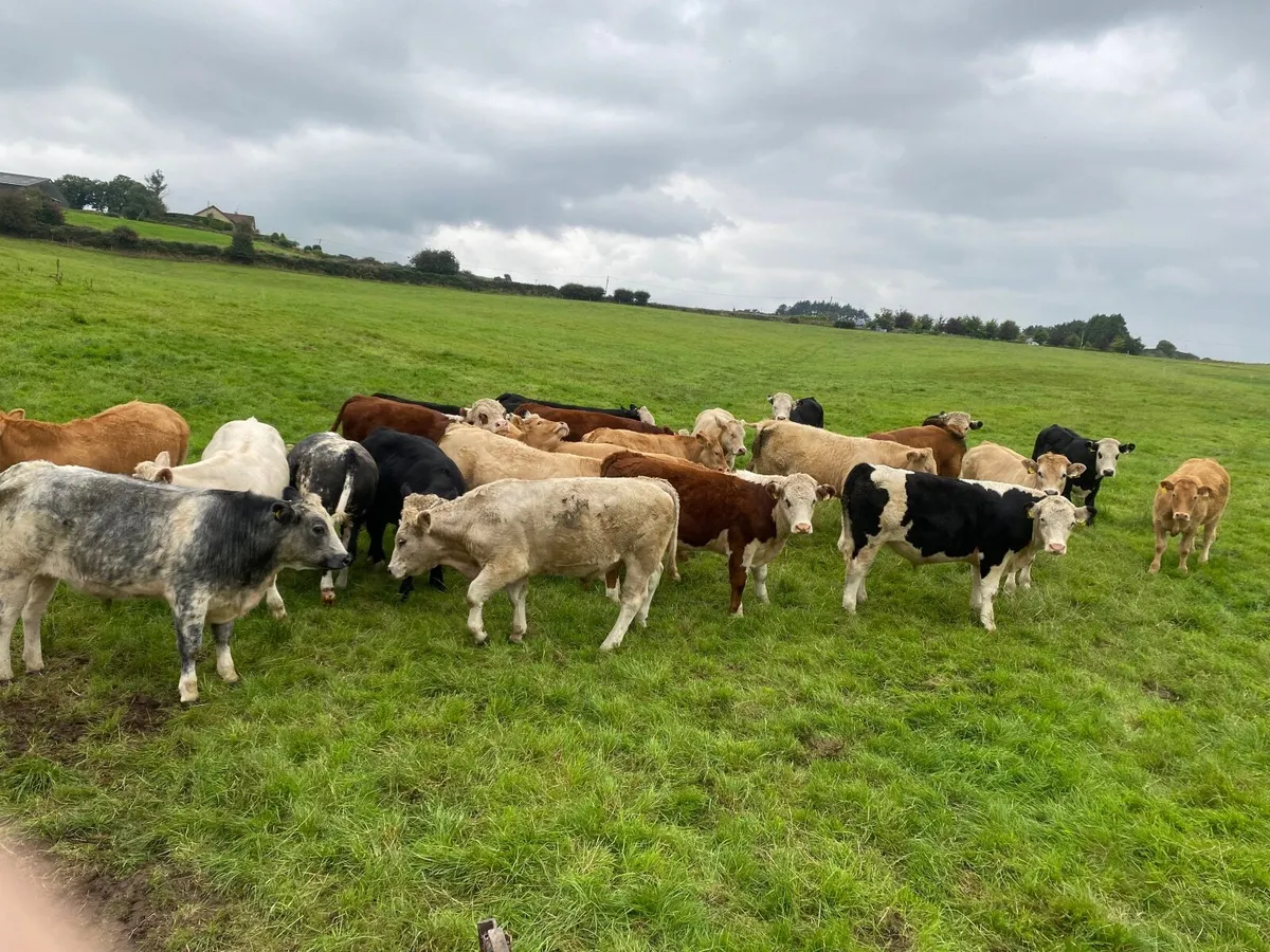 Bullocks, Ch Lmx He - Image 1