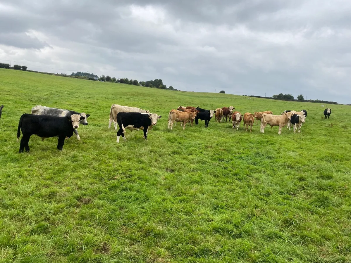Bullocks, Ch Lmx He - Image 2