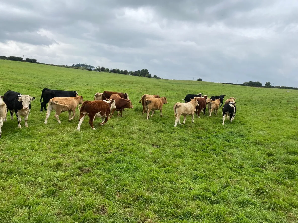 Bullocks, Ch Lmx He - Image 3