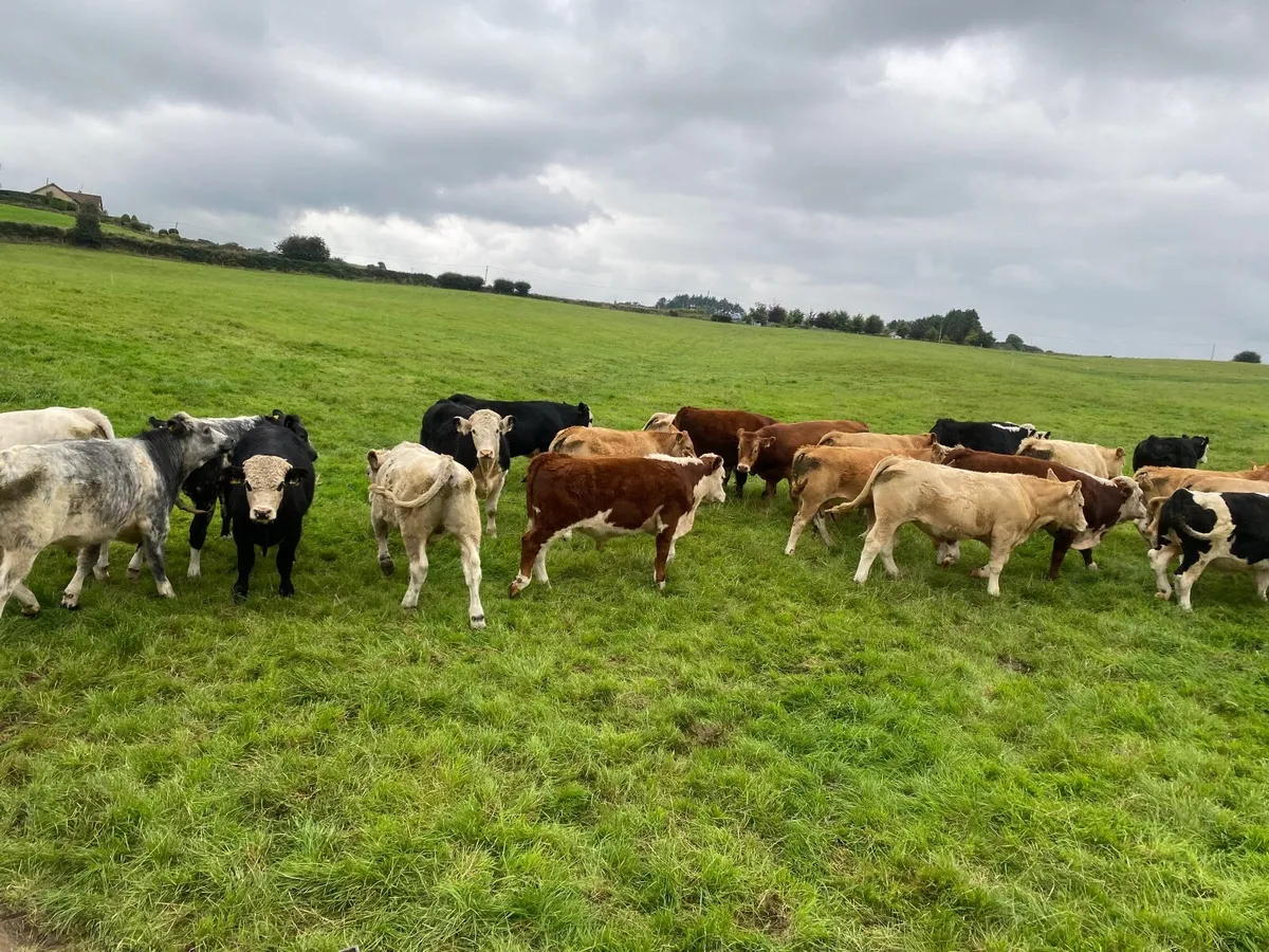 Bullocks, Ch Lmx He - Image 4