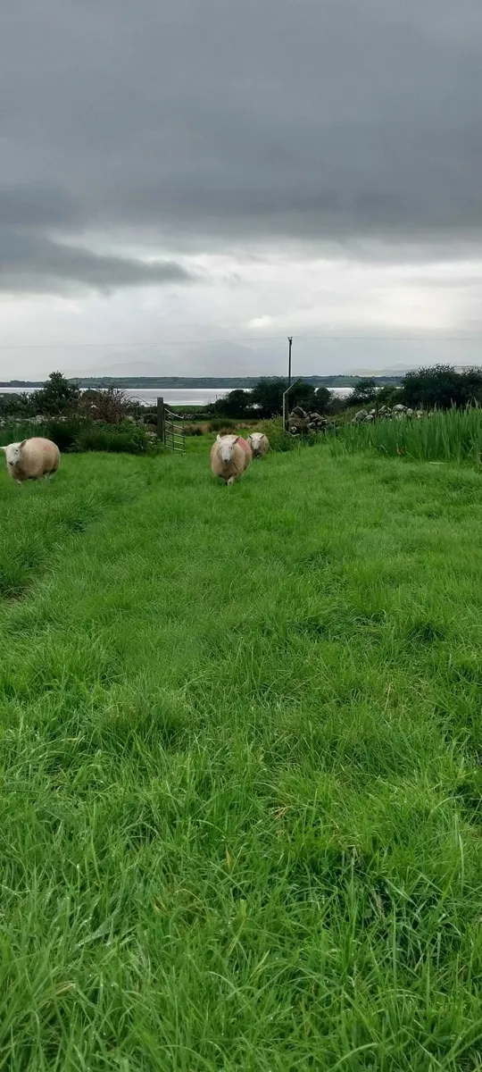 North country cheviot ram lambs sis - Image 2