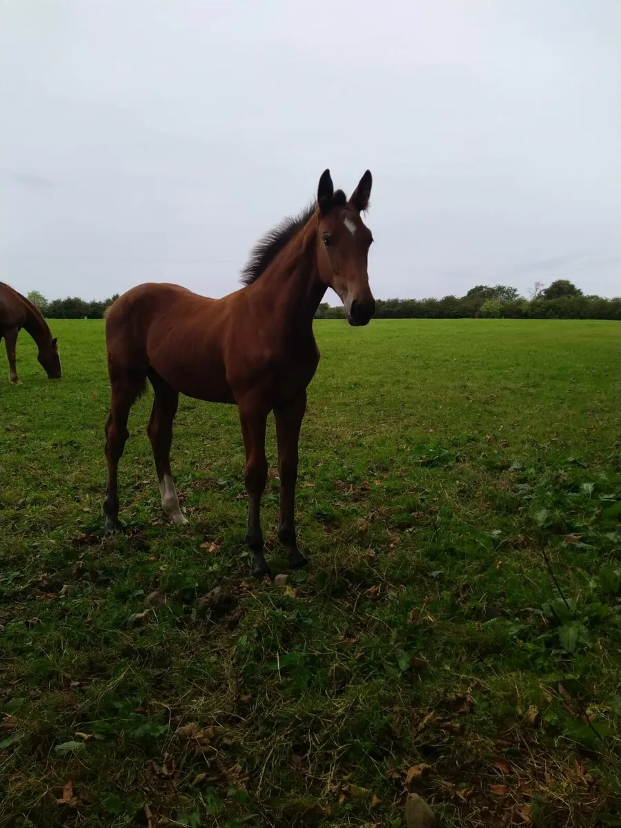 Bay colt foal - Image 1