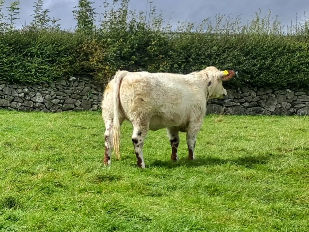 Breeding Heifer - Image 2