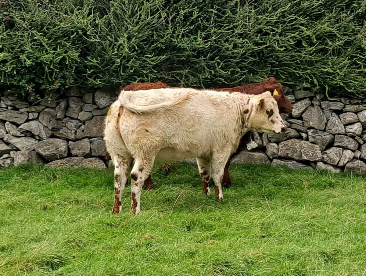 Breeding Heifer - Image 3