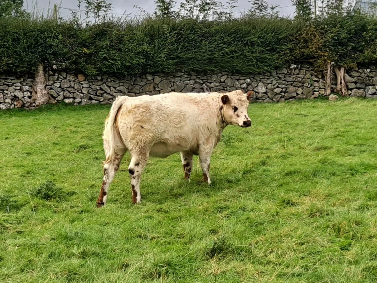 Breeding Heifer - Image 4