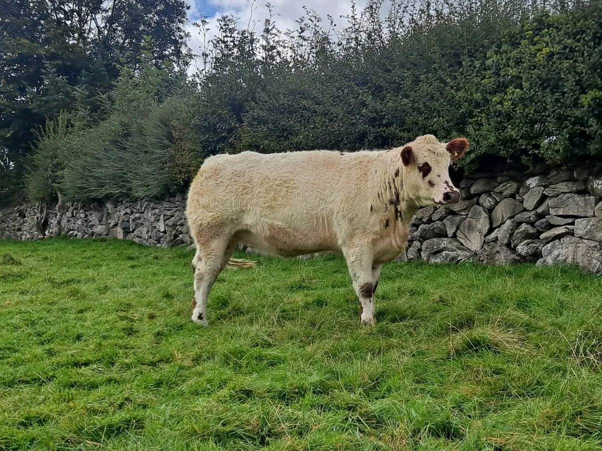 Breeding Heifer - Image 1