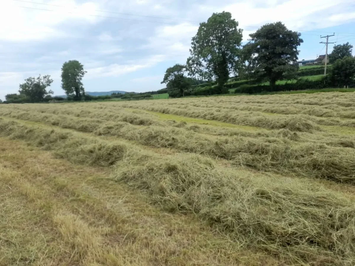 Hay for Sale - Image 2