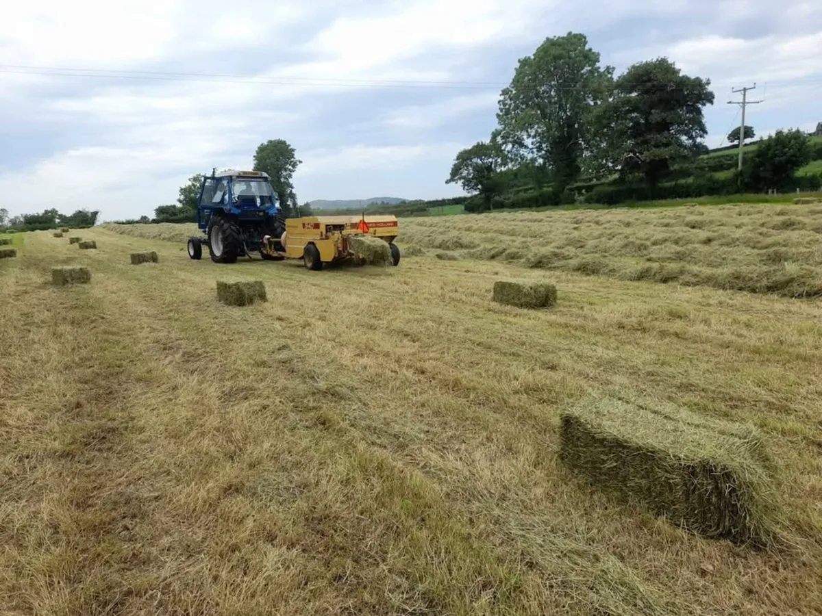 Hay for Sale - Image 3