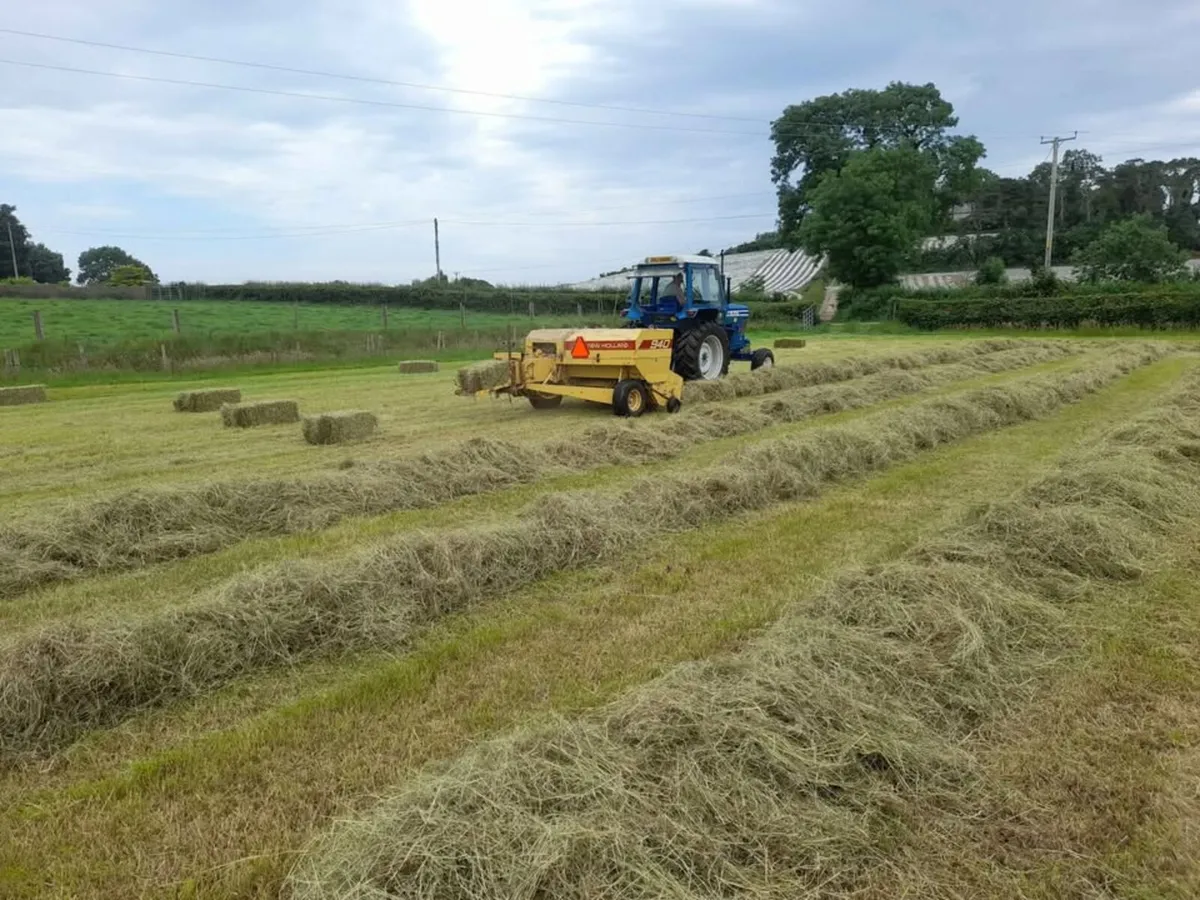 Hay for Sale - Image 4
