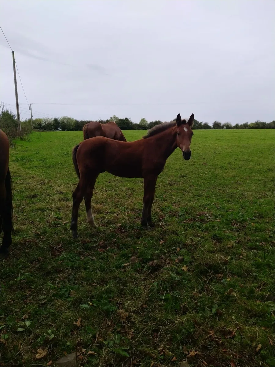 Bay colt foal - Image 2