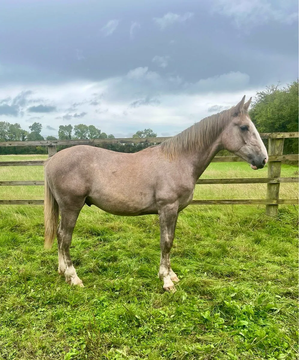 RID Colt by Dunsandle Diamond - Image 1