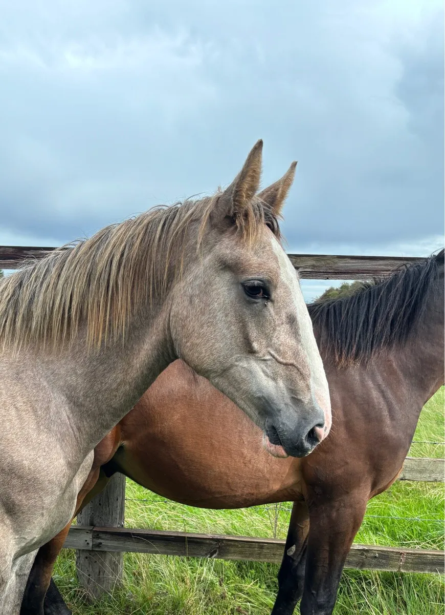 RID Colt by Dunsandle Diamond - Image 3