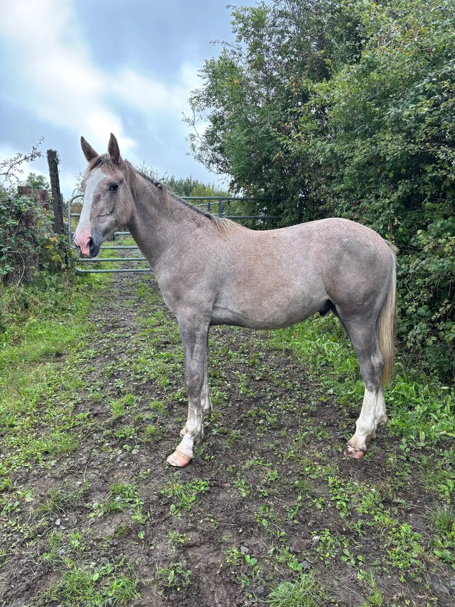 RID Colt by Dunsandle Diamond - Image 4