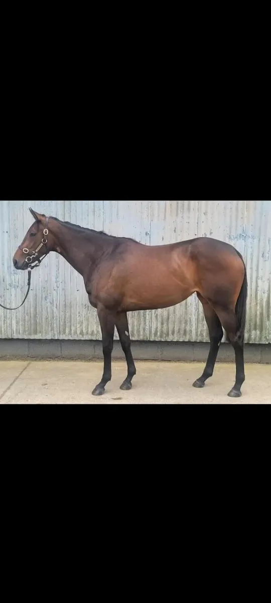 Horse - Image 1