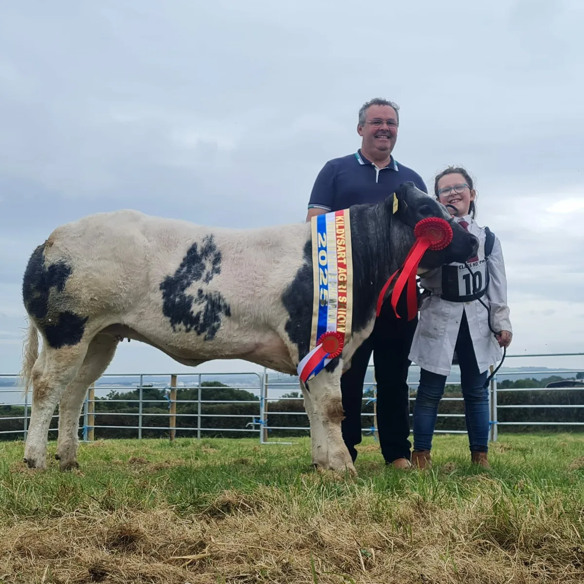 Pure bred belgian blue - Image 1