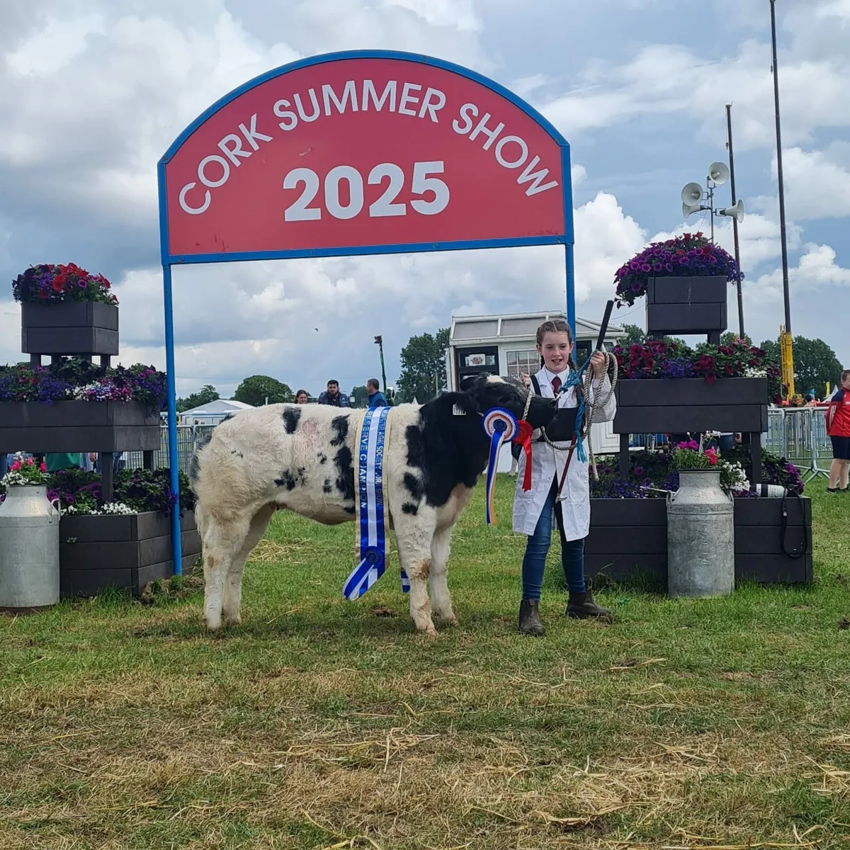 Pure bred belgian blue - Image 2