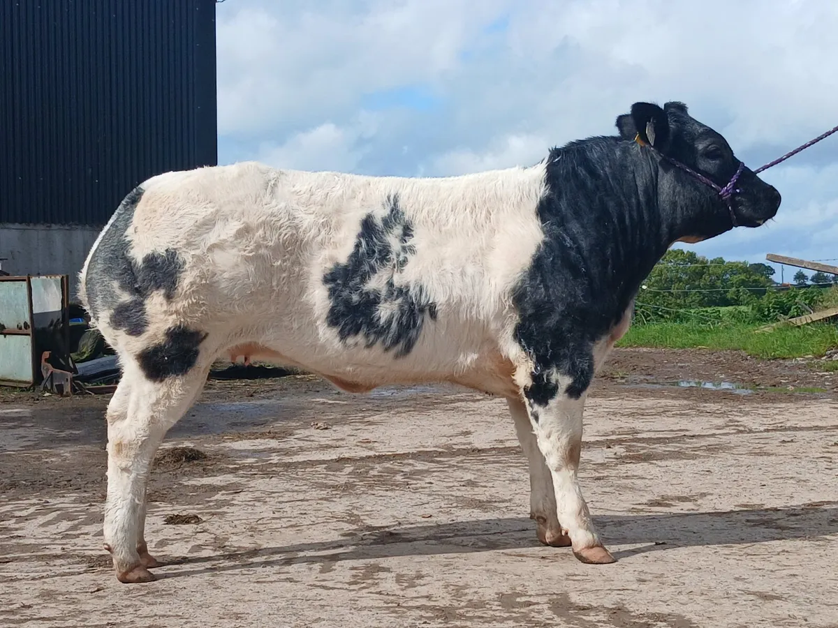 Pure bred belgian blue - Image 3