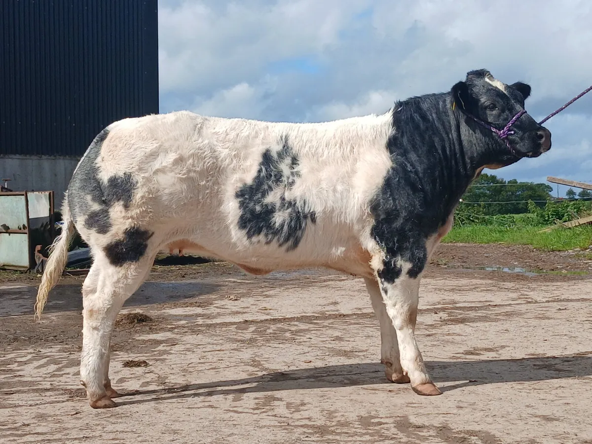 Pure bred belgian blue - Image 4