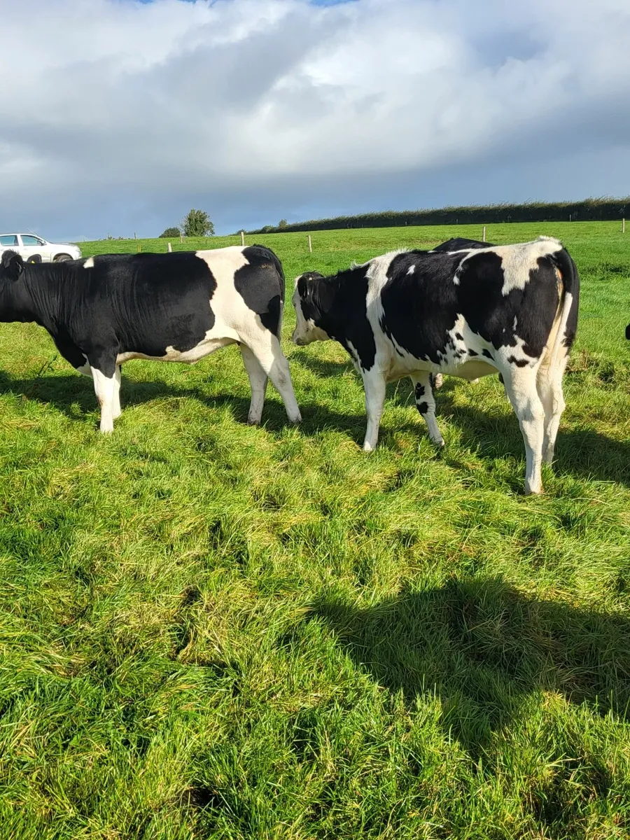 In Calf Heifers - Image 4