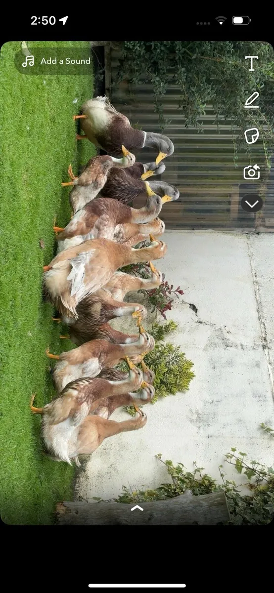Saxony , call ducks,  guinea - Image 1