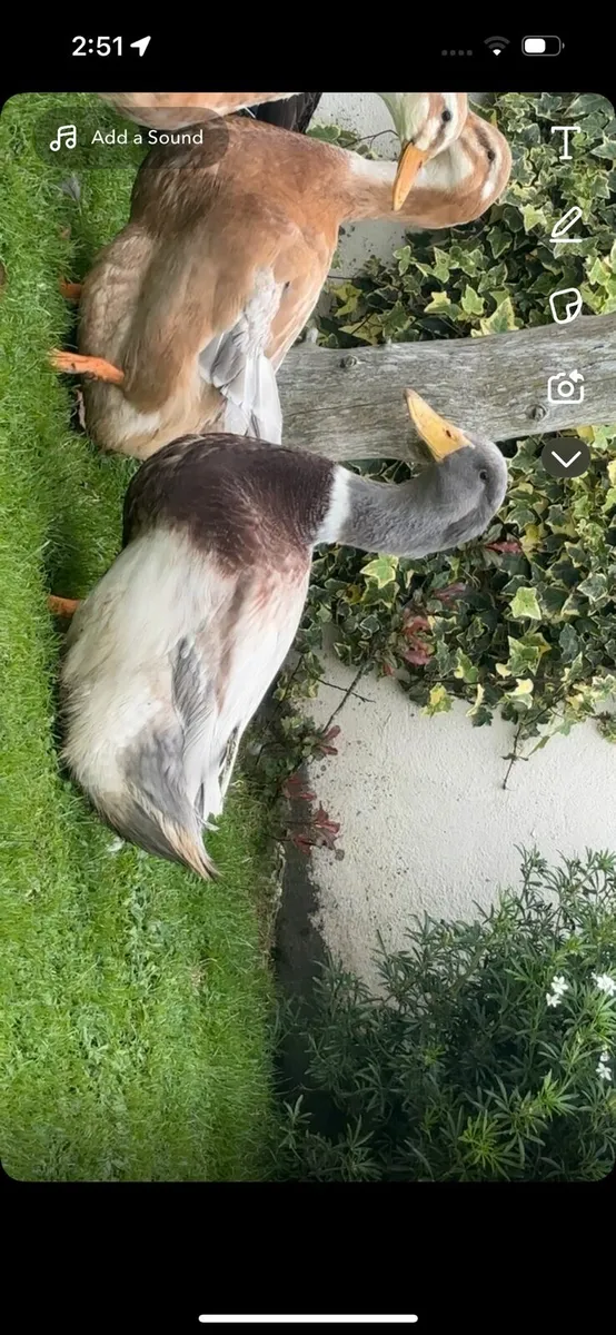 Saxony , call ducks,  guinea - Image 2