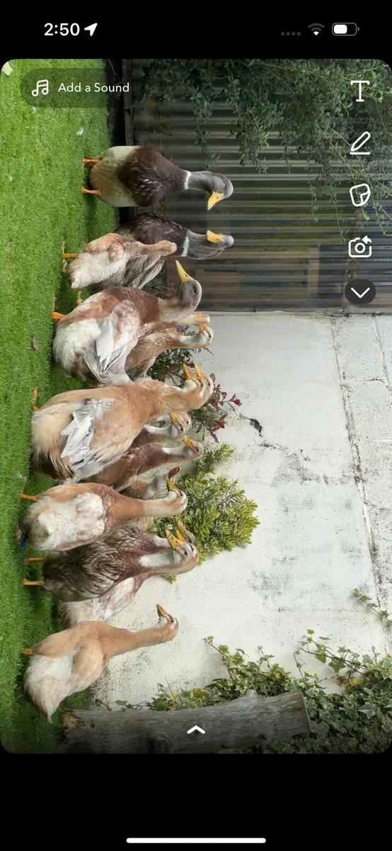 Saxony , call ducks,  guinea - Image 3