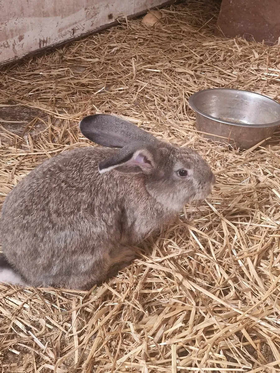 Giant Flemish Rabbits - Image 1